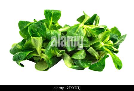 Foglie di insalata di fagioli Mung, insalata di mais su un piatto bianco. Miscela fresca di foglie verdi lavate (Valerianella locusta), ingredienti per insalata. Dieta e sano Foto Stock