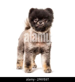 Spitz marrone e nero su sfondo bianco Foto Stock
