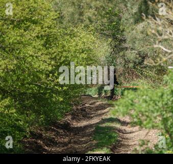 Soldato di fanteria di Gurkha su un esercizio di addestramento che cerca il Enemy sulla zona di addestramento militare di Salisbury Plain Foto Stock