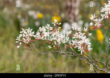 Primo piano di fiori di gelso liscio (amalchier laevis) in fiore Foto Stock