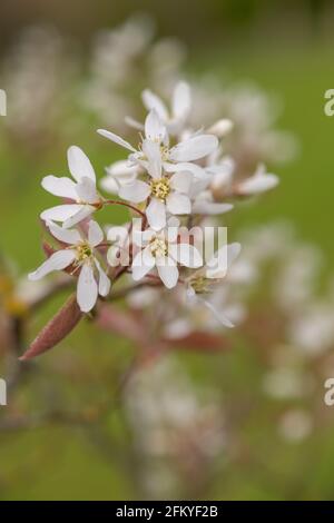 Primo piano di fiori di gelso liscio (amalchier laevis) in fiore Foto Stock