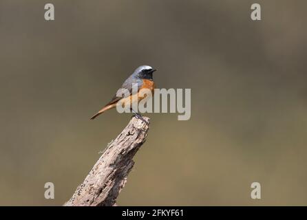 Maschio comune redstart (phoenicurus phoenicurus) appollaiato su un bastone Foto Stock