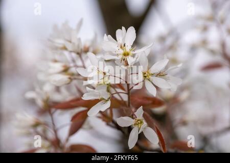 Primo piano di fiori di gelso liscio (amalchier laevis) in fiore Foto Stock