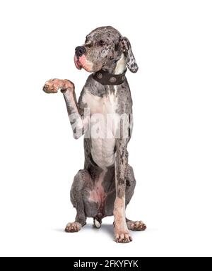 Grande cane dane che pende durante una sessione di allenamento Foto Stock