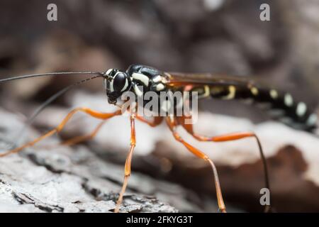 Sciabola femmina, Rhyssa persuasoria, macro foto Foto Stock