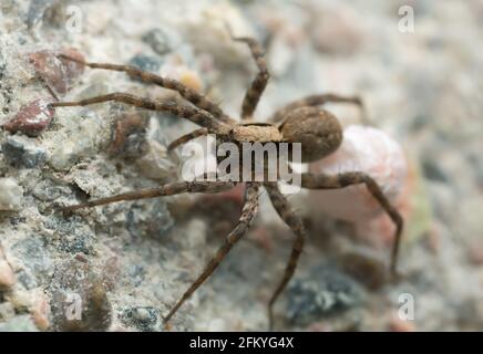 Foto macro di un ragno lupo femminile che porta un sacco di uova Foto Stock