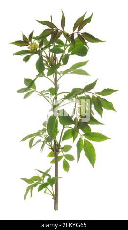 Ramoscello rosso fiorito, Sambucus racemosa isolato su sfondo bianco Foto Stock