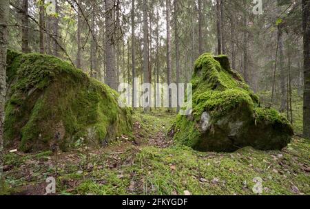 Percorso che conduce attraverso grandi rocce in foresta naturale di conifere Foto Stock