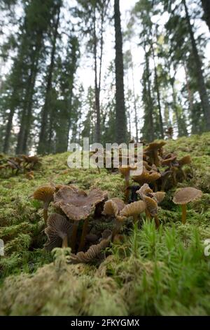 Molti chanterelles imbuto, Craterellus tubaeformis che cresce tra muschi in foresta conifera Foto Stock