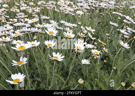 Anthemis punctata subsp cupaniana camomilla siciliana – margherite bianche su lunghi steli e fogliame piume, maggio, Inghilterra, Regno Unito Foto Stock