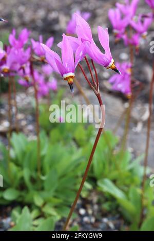 Dodecatheon meadia ‘Regina Vittoria’ – lilla rosa dardo fiori con anello basale bianco, giallo e rosso e antere nere fuse, maggio, Foto Stock