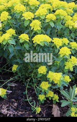 Euphorbia epithimoides Midas cuscino spurge Midas - fiori verde lime in cima whorls di foglie verde scuro a forma di lancia, maggio, Inghilterra, Regno Unito Foto Stock