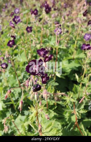 Geranio phaeum ‘Springtime’ Cranes dusky Bill Springtime - fiori viola di borgogna con centro bianco, foglie lobate verdi fresche, maggio, Inghilterra, Regno Unito Foto Stock