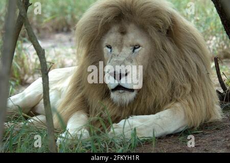 Bellissimo leone bianco seduto tra gli alberi al sole dentro Sudafrica Foto Stock