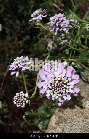 Iberis umbellata ‘ghiaccio rosa’ Candytuft ghiaccio rosa - grappolo centrale di germogli di fiori, anello di piccoli fiori bianchi, petali a forma di cucchiaio irradianti sotto, Foto Stock