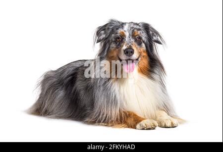 Sdraiato lungo l'Australian Shepherd Panting, isolato Foto Stock