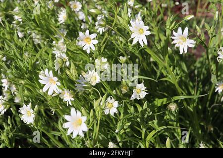 Rabelera / Stellaria Holostea Greater stitchwort – fiori bianchi a forma di stella con petali a cucchiaio, maggio, Inghilterra, Regno Unito Foto Stock