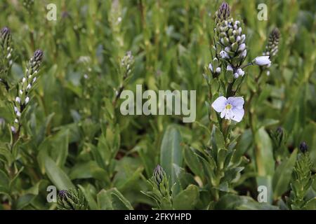 Veronica gentianoides genziana speedwell – fiori blu molto pallidi con vene blu intervallate da foglie verde oliva su punte di fiori, maggio, Inghilterra, Foto Stock