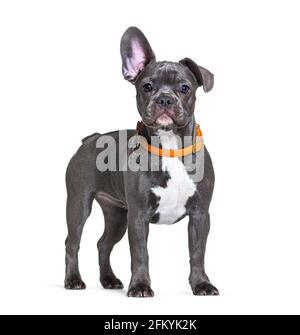 Bulldog francese che indossa un collare di cane arancione che ascolta con uno ear up Foto Stock