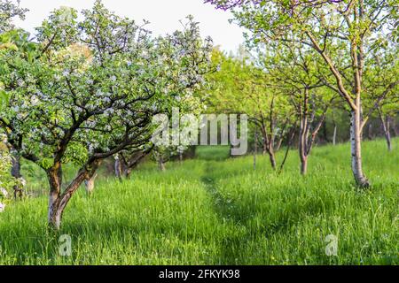 Vicolo di meli con fiori bianchi fiorisce in una giornata di sole primavera nel giardino con erba verde. Immagine del concetto agricolo Foto Stock