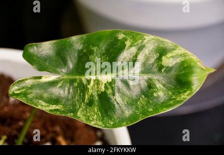 Una foglia marmorizzata gialla e verde di Philodendron Burle Marx variegato Foto Stock