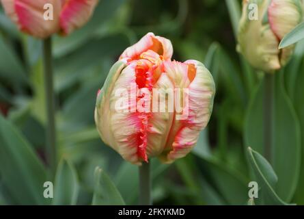 Un bel fiore di tulipano rosa e verde Foto Stock