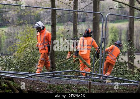 Wendover, Regno Unito. 4 maggio 2021. I chirurghi dell'albero che lavorano per conto di HS2 Ltd chiarono i boschi antichi a Jones Hill Wood nel Chilterns AONB per il collegamento ferroviario ad alta velocità HS2. Abbattimento del bosco, che contiene luoghi di riposo e/o di allevamento di pipistrelle, barbastelle, noctule, bruni a long-heared e pipistrelle di natterer e si dice che abbia ispirato il fantastico signor Fox di Roald Dahl, riproposto dopo che un giudice dell'alta Corte ha rifiutato una domanda di riesame giudiziario e ha revocato un'ingiunzione. Credit: Mark Kerrison/Alamy Live News Foto Stock