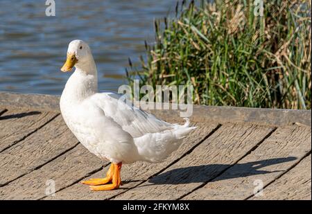 Single White Domesticated Aylesbury Pekin Peking Duck out of the vista del livello basso dell'acqua che mostra il piumaggio bianco e il tessuto arancione piedi sul molo Foto Stock