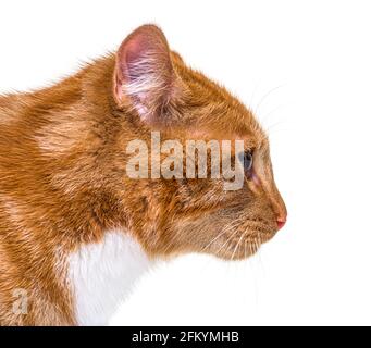 Primo piano, vista laterale di un giovane gatto zenzero che guarda via, isolato Foto Stock