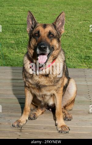 PET; bel cane adulto, Pastore tedesco seduto sul pavimento di legno. Foto Stock