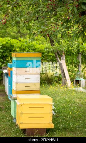 Alveari in un apiary con api che volano alle assi di atterraggio. Apicoltura. Alveari in un frutteto di ciliegie sotto ciliegie con bacche rosse mature. Miele estivo Foto Stock