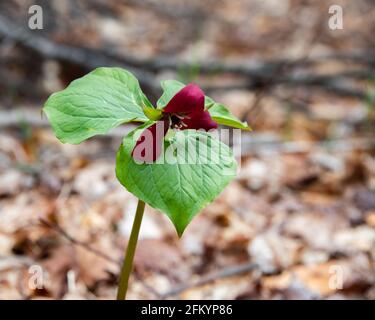 Una singola pianta rossa di trillium con fiore, Trillium erectum, che cresce nelle montagne selvagge di Adirondack, nella foresta di NY USA all'inizio della primavera. Foto Stock