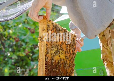 Nido d'ape con api e miele. Beekeper tenendo in mano un enorme nido d'ape con molte api. Uomo che spazzava le api da un telaio con una covata sigillata. Natura, io Foto Stock