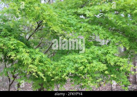 Un albero di acero giapponese verde chiaro Foto Stock