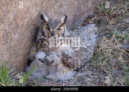 Grande Orned Owl (Bubo virginianus), femmina con i suoi due gualetti nidificanti in una posizione insolita dove si può guardare giù il nido Foto Stock
