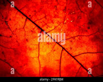 Una brillante struttura rosso-arancio di una foglia d'acero autunnale Foto Stock