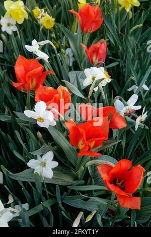 Una varietà di tulipani rossi ardenti con una fiamma gialla Base tra i Daffodils gialli e bianchi in un giardino botanico Foto Stock