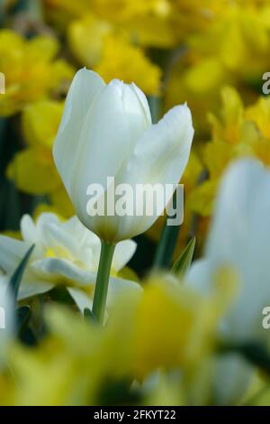 Un tulipano di Triumph bianco puro che si levano in piedi fuori fra giallo e. Fiori bianchi in un giardino botanico Foto Stock