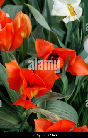 Una varietà di tulipani rossi ardenti con una fiamma gialla Base tra i Daffodils gialli e bianchi in un giardino botanico Foto Stock