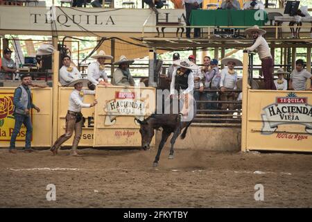 Un charro mette in mostra le sue abilità nell'emozionante evento del cavallo da corsa al concorso Charreada di Tlajomulco de Zuniga, Jalisco, Messico. Foto Stock