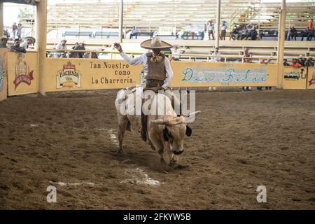 Un audace charro tiene duro durante l'esilarante evento di equitazione di tori al Campeonato Millonario Lienzo de Charro, un tradizionale rodeo messicano. Foto Stock