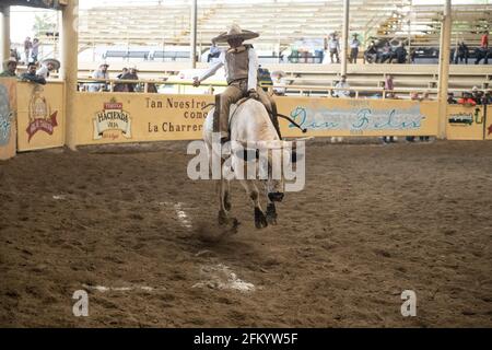 Un audace charro tiene duro durante l'esilarante evento di equitazione di tori al Campeonato Millonario Lienzo de Charro, un tradizionale rodeo messicano. Foto Stock