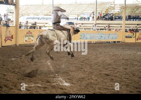 Un audace charro tiene duro durante l'esilarante evento di equitazione di tori al Campeonato Millonario Lienzo de Charro, un tradizionale rodeo messicano. Foto Stock