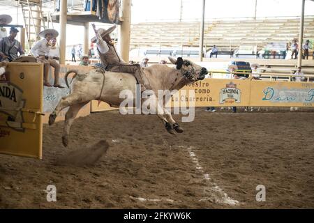 Un audace charro tiene duro durante l'esilarante evento di equitazione di tori al Campeonato Millonario Lienzo de Charro, un tradizionale rodeo messicano. Foto Stock