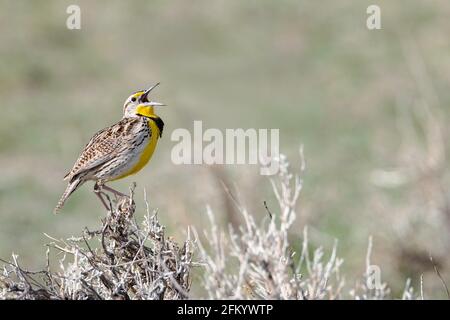 Un meadowlark occidentale canta da una paginetta nel Wyoming Foto Stock