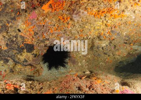 Grande quasi nero Rodgers mare riccio Centrostephanus rodgersii nascosto in una fessura di roccia coperta da colorate incrostanti forme di vita invertebrate. Foto Stock