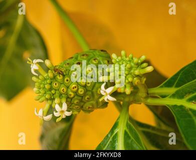 Noni frutta, morinda citrifolia con fiori in fiore Foto Stock