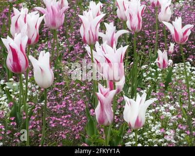 Bella vista di tulipani variegati rosa e bianco tra molti fiori colorati nel campo Foto Stock