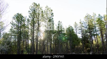 Sole di mattina che splende attraverso alberi di pino. Foto Stock