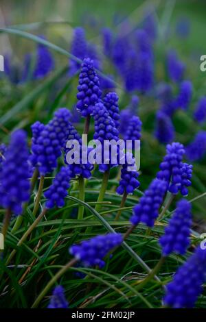 Un gruppo di giacinti d'uva in fiore blu su sfondo verde in un giardino in un giorno luminoso di aprile. Foto Stock